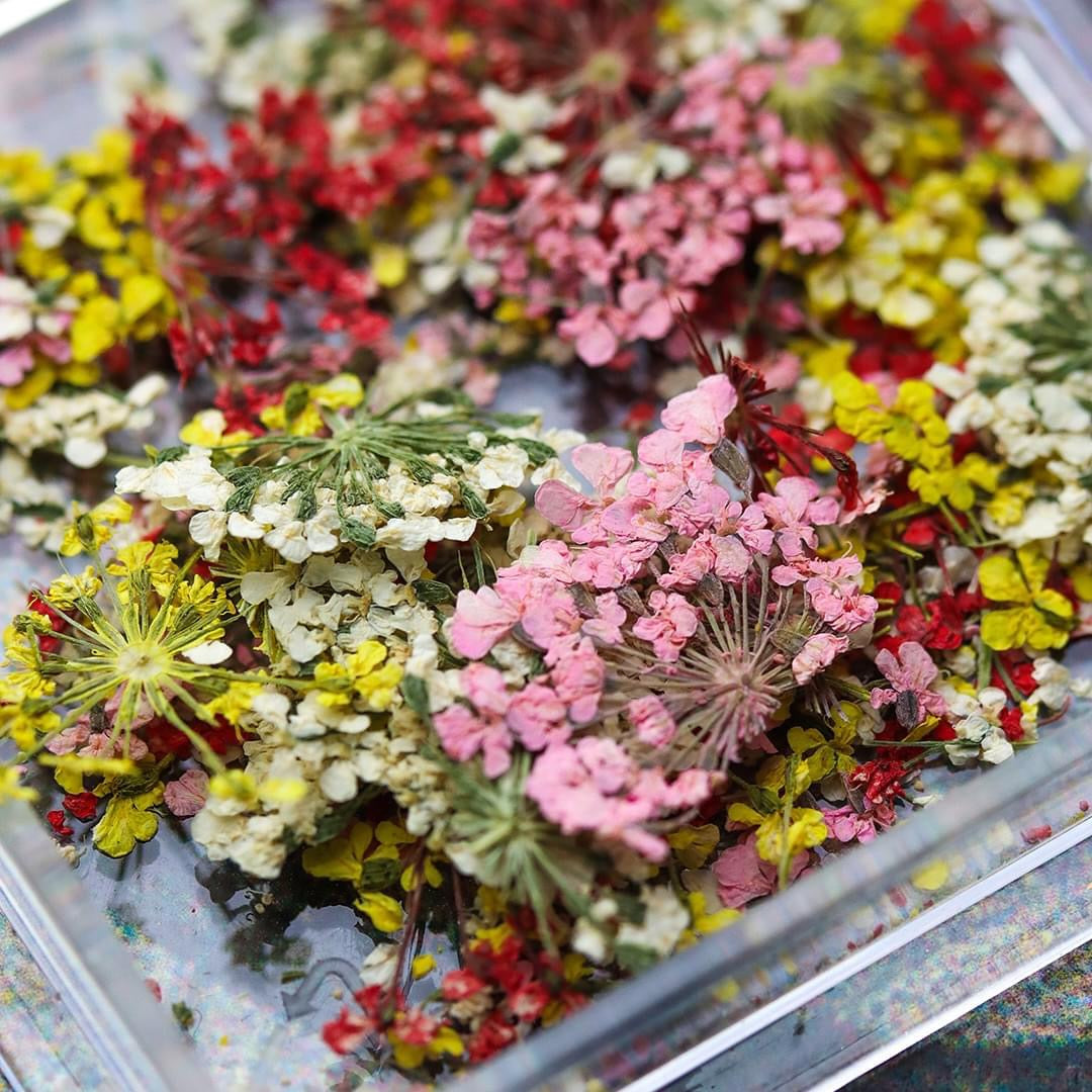 Brillbird Dried Flowers - Sunrise - Kentro Beauty Supplies Ireland